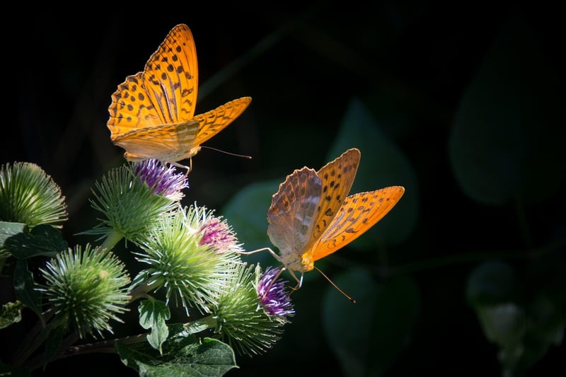 The Butterfly Effect
